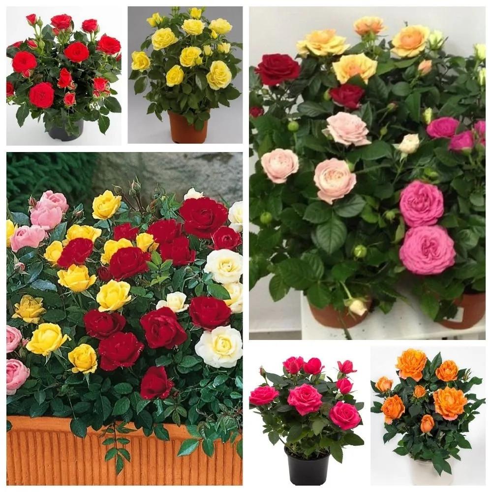 Семена комнатная парфюмерная роза крупные цветки микс цветов 10 шт. - фото 4 Семена комнатная парфюмерная роза крупные цветки микс цветов 10 шт. - фото 4