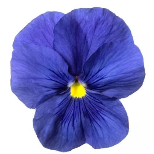 Семена цветов Виола Fino F1 Pure Blue Syngenta 1000 шт. (BN12409)