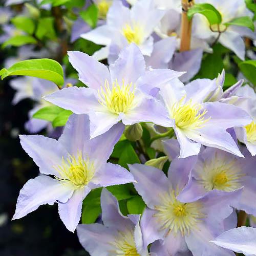 Клематис Spotlight Florium - фото 2 Клематис Spotlight Florium - фото 2