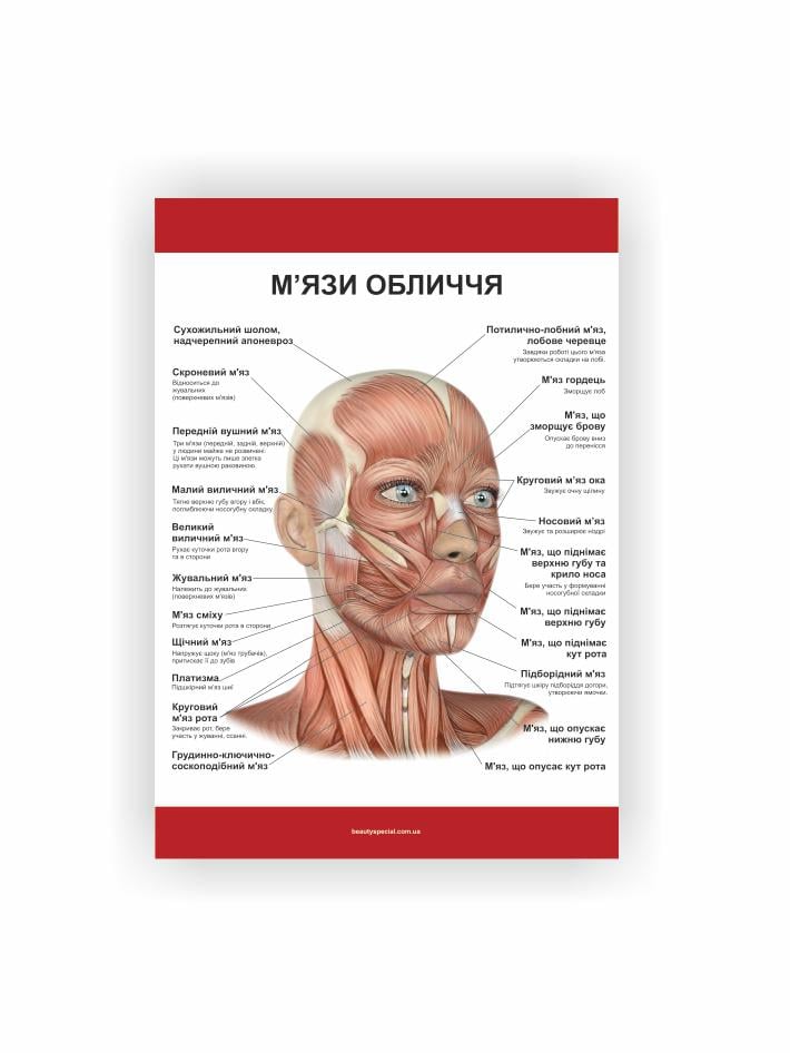 Плакат Vivay Мышцы лица 60х80 см (23161149)