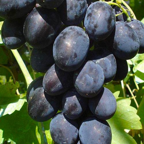 Сажанец Виноград десертный 7-37 селекционный номер (183944)