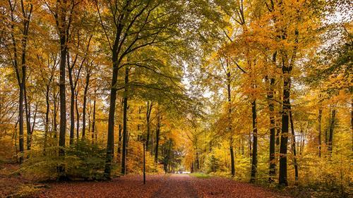 Картина на холсте Природа 50х70 см (PR233m)