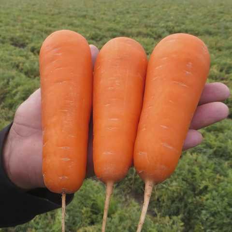 Семена Морковь Шантане ТД Гекса-Украина 500 г 01-17-241 (IR00993)