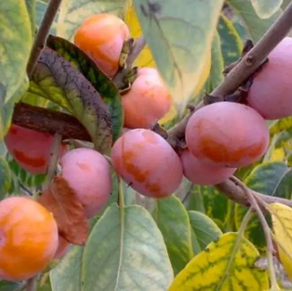 Саджанець хурми Віргинскої закрита корнева система (2412047354)