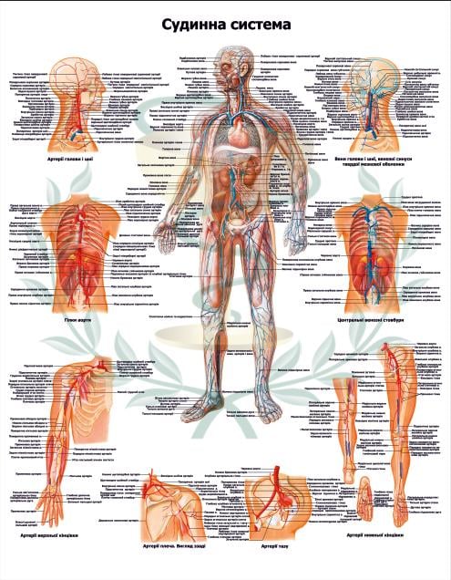 Анатомический плакат Сосудистая система 67x86 см (0010)