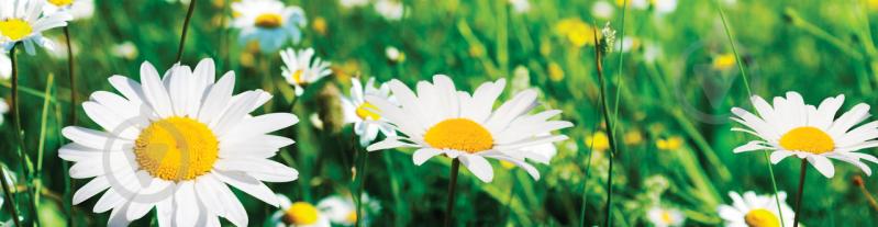 Наклейки кухонный фартук  Zatarga  "Солнечные ромашки" 600х3000 мм Зеленый (Z180273/2)