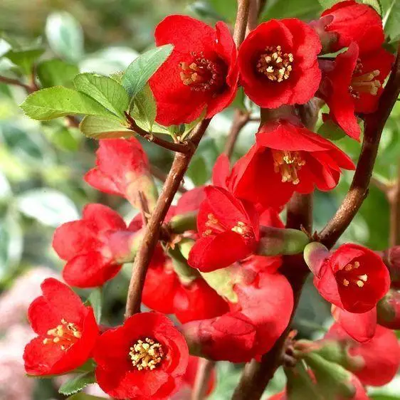 Хеномеліс Texas Scarlet горщик 1 л (37159466)