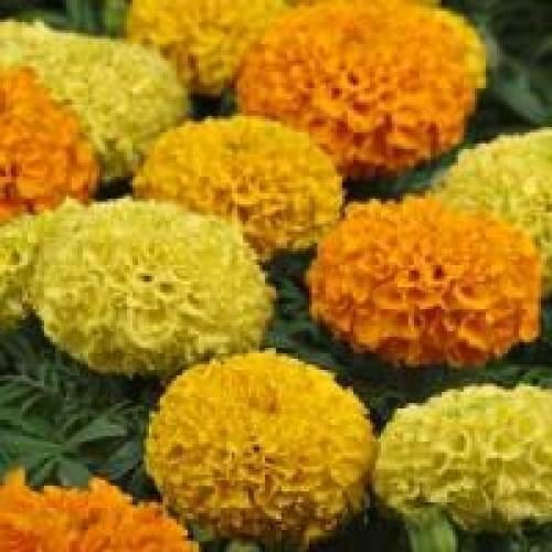 Семена цветов PanAmerican Бархатцы TAISHANF1 Mix 50 шт. (BN02525-3)