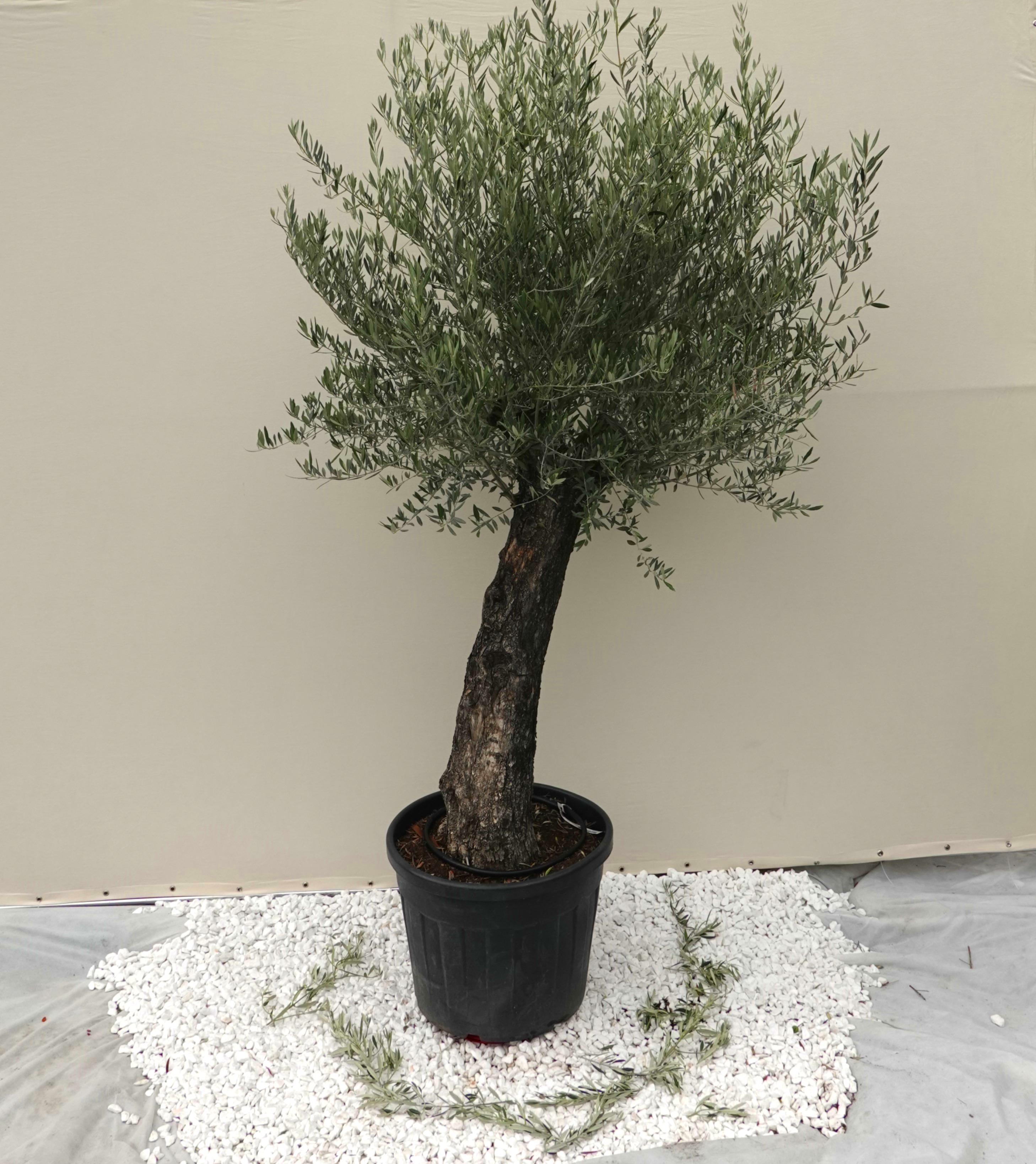Масло европейское Olea Europaea Miniplato 170 лет 250–260 см горшок 150 л