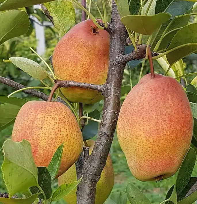 Саджанці груші Киргизька (3112050330)