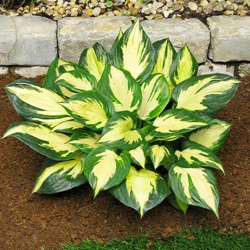 Хоста Florium Morning Star (6910)