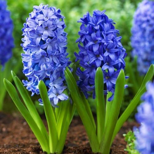 Гіацинт Florium Aqua (12829)