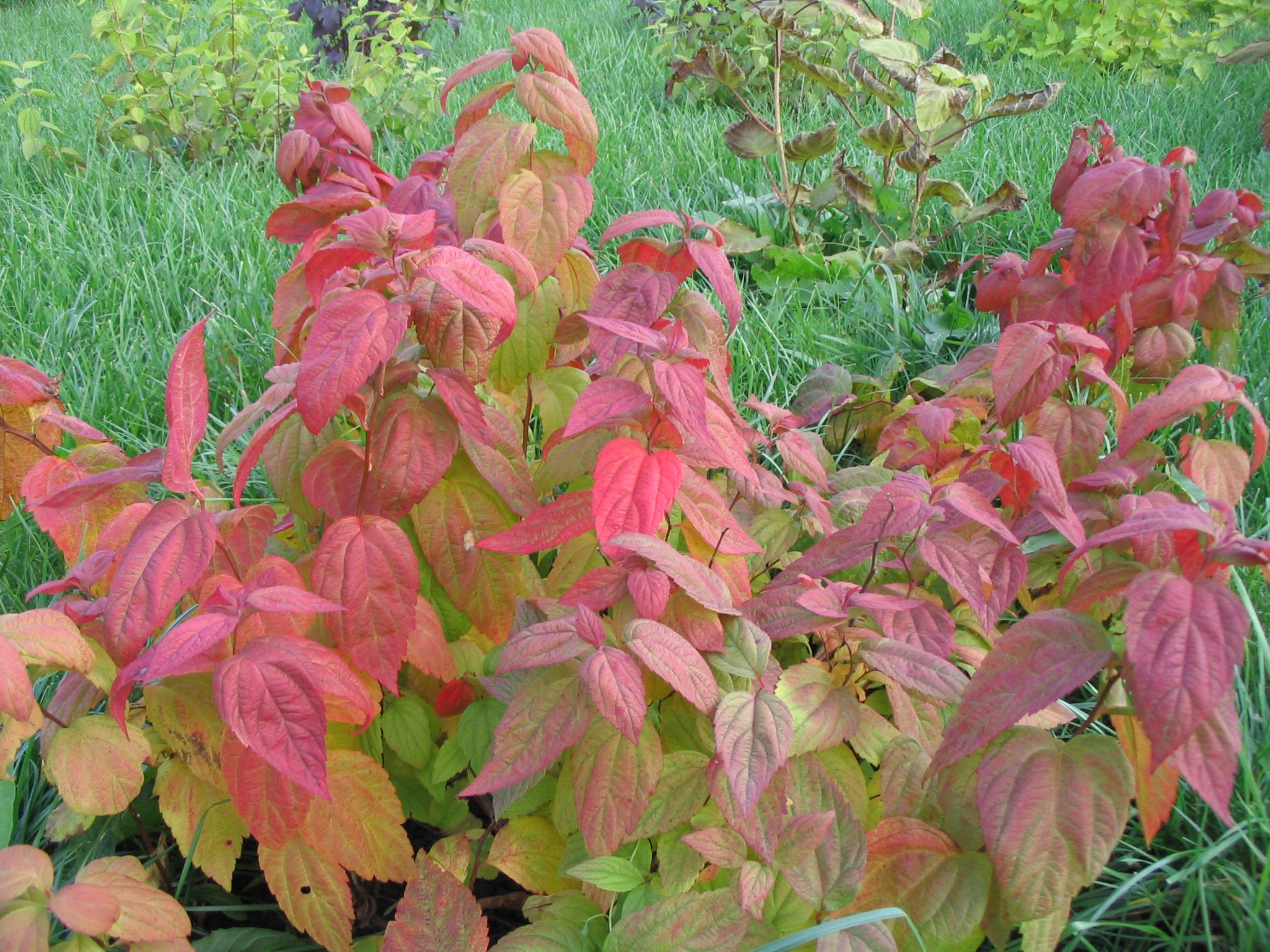 Спірея японська Макрофілла Macrophylla 1 шт. (38285330)