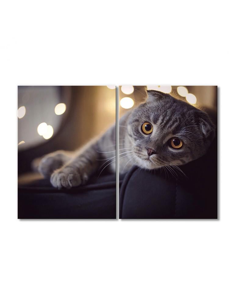 Картина модульная Серый британец 2 модуля 80x120 см