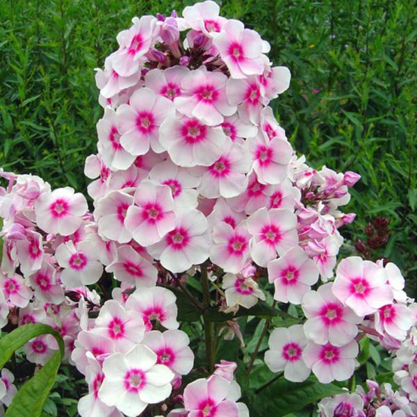 Флокс Dobrodar Summer Bouquet 1 шт. (38280198)