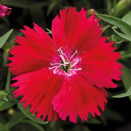 Семена цветов Гвоздика китайская Divinity red HemGenetics 10 шт. (BN13096-4)