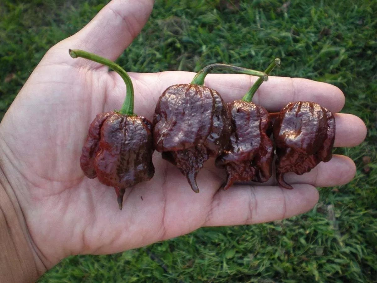 Семена Перец острый Carolina Reaper Chocolate 10 шт. Каролина Рипер шоколад каролинский жнец чили суперхот - фото 2 Семена Перец острый Carolina Reaper Chocolate 10 шт. Каролина Рипер шоколад каролинский жнец чили суперхот - фото 2