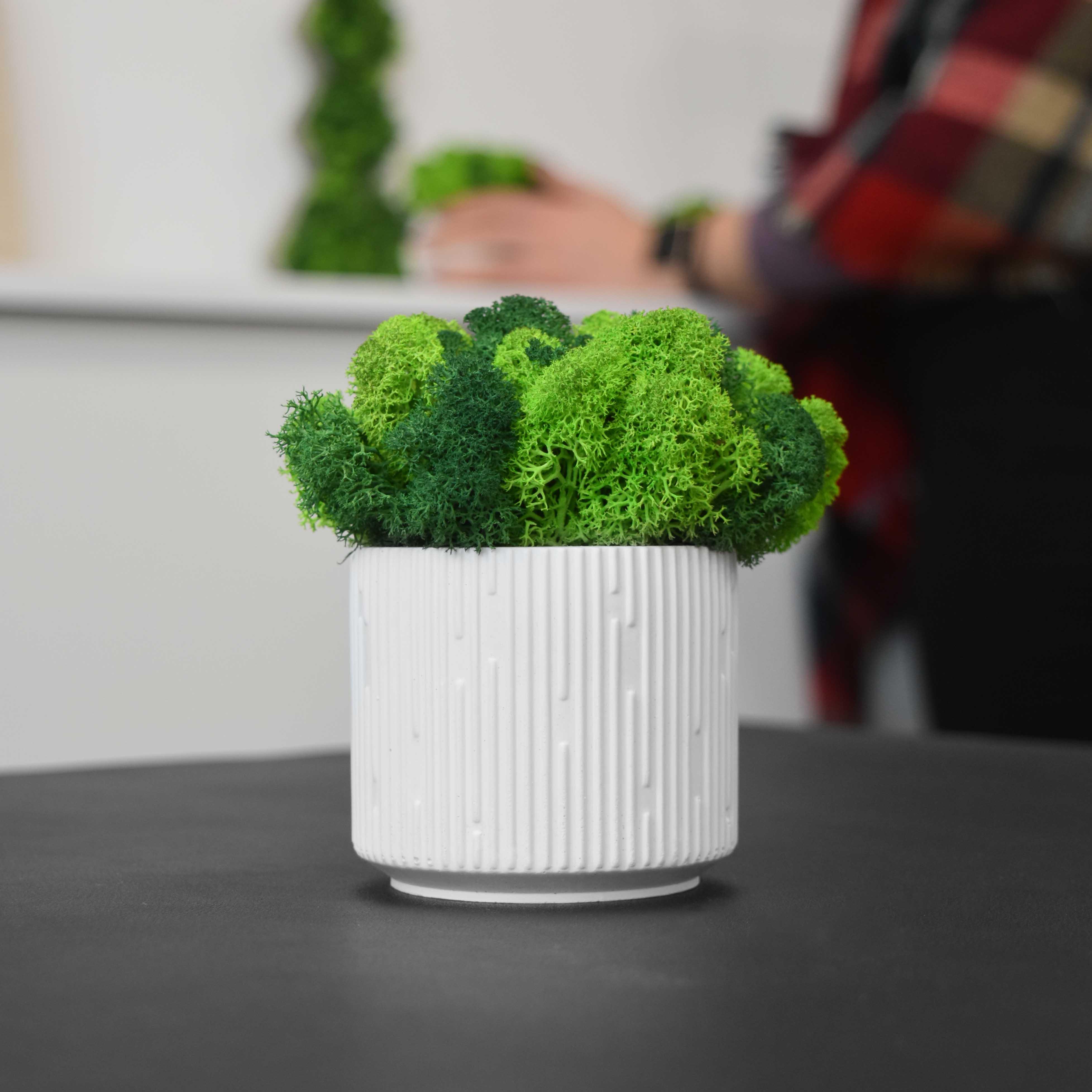 Кашпо Pulse гипсовое со стабилизированным мхом Белый/Зеленый/Салатовый (14073296)