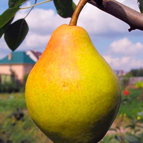 Сажанец Груша Любимица Клаппа укорененная в контейнере саженец 2 года (187266)