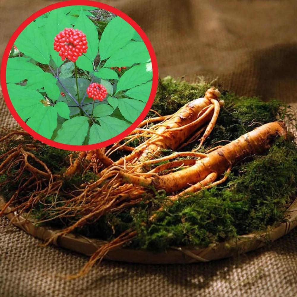 Семена женьшень обыкновенный Panax ginseng 5 шт. - фото 4