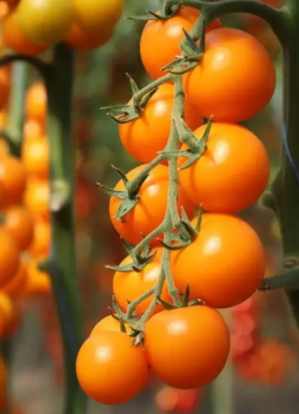 Насіння Томат Чері KS 1549 F1 ТД Гекса-Україна 100 шт. 01-25-482 (IR00887) Насіння Томат Чері KS 1549 F1 ТД Гекса-Україна 100 шт. 01-25-482 (IR00887)