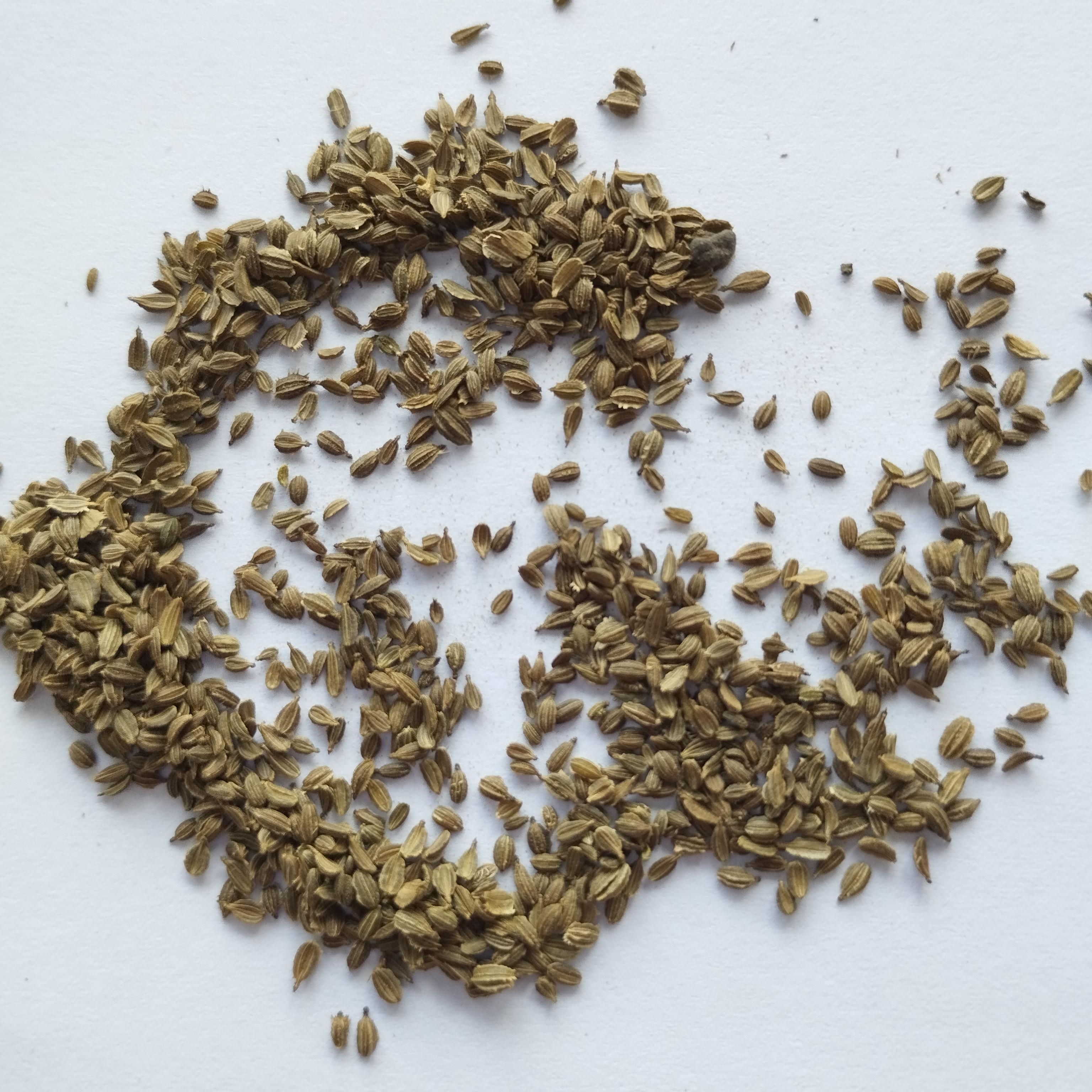 Насіння Морква Корольова осені 3 г 2600 шт. пізньостигла (RS-00887) - фото 2 Насіння Морква Корольова осені 3 г 2600 шт. пізньостигла (RS-00887) - фото 2