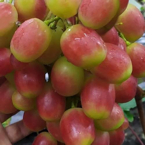 Сажанец Виноград Купидон сверхранний обоеполый суперурожайный крупный виноград (182148)