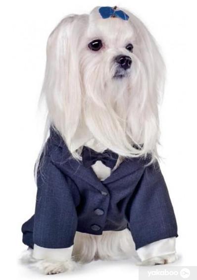 Костюм Pet Fashion тройка Джованни XS (100734)