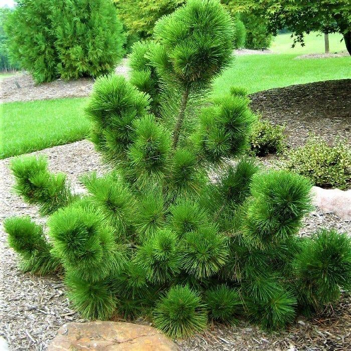 Саженец сосны Тунберга Pinus Thunbergii Р9 (1037267234)