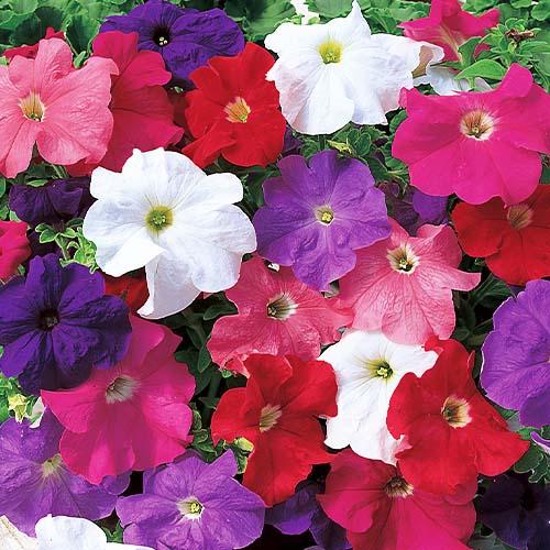 Семена Петуния Florium Танго F1 смесь (6214)