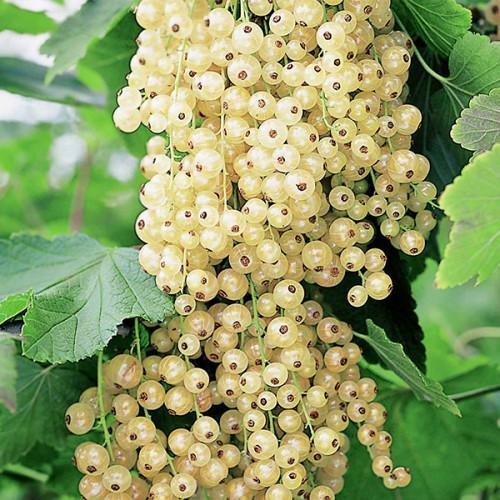 Саджанець порічки білої на штамбі (12513466)