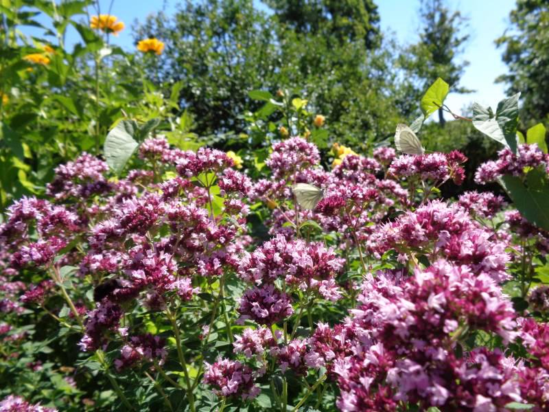 Саженцы Материнка Зорба Ред Origanum vulgare Zorba Red 12 шт. (38287358)