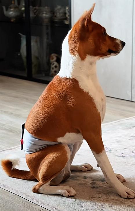 Пояс гігієнічний для кобелів Waudog Vet на липучці L Сірий (2495453435) - фото 10 Пояс гігієнічний для кобелів Waudog Vet на липучці L Сірий (2495453435) - фото 10