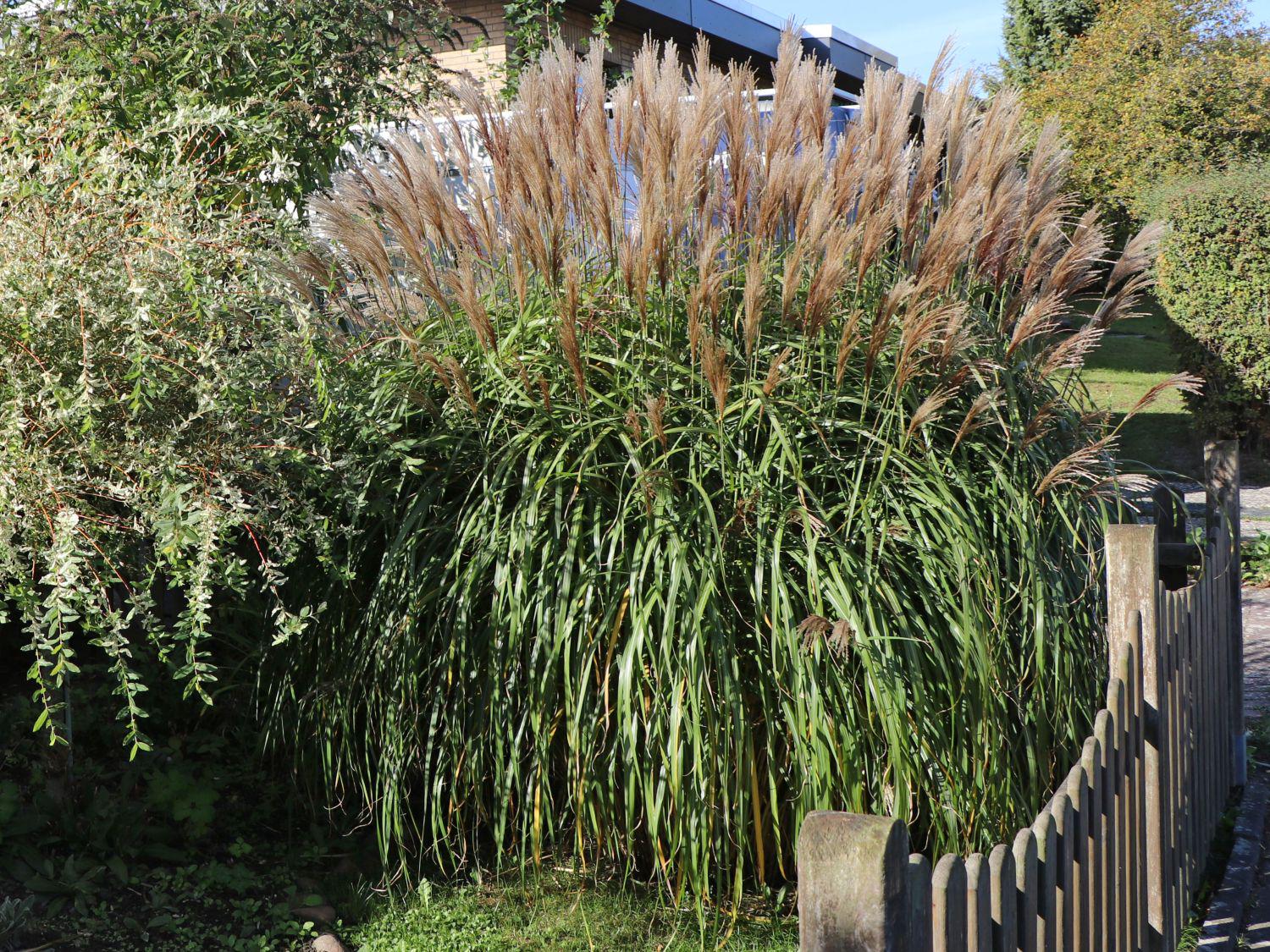 Саджанець Міскантус китайський Гросс Фонтан Miscanthus sinensis Grosse Fontäne 1 шт.
