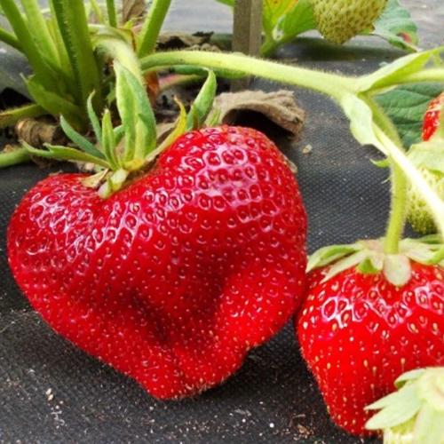 Саженцы клубники Чамора Туруси 1-летние 10 шт. (7209)