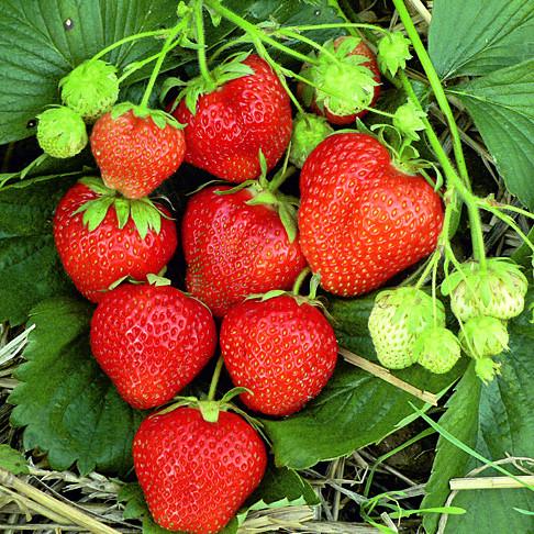 Саженец клубники Магнус поздняя (1481773593)