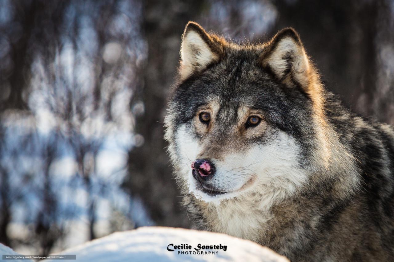 Картина на холсте Волки 50х70 см (J133m)