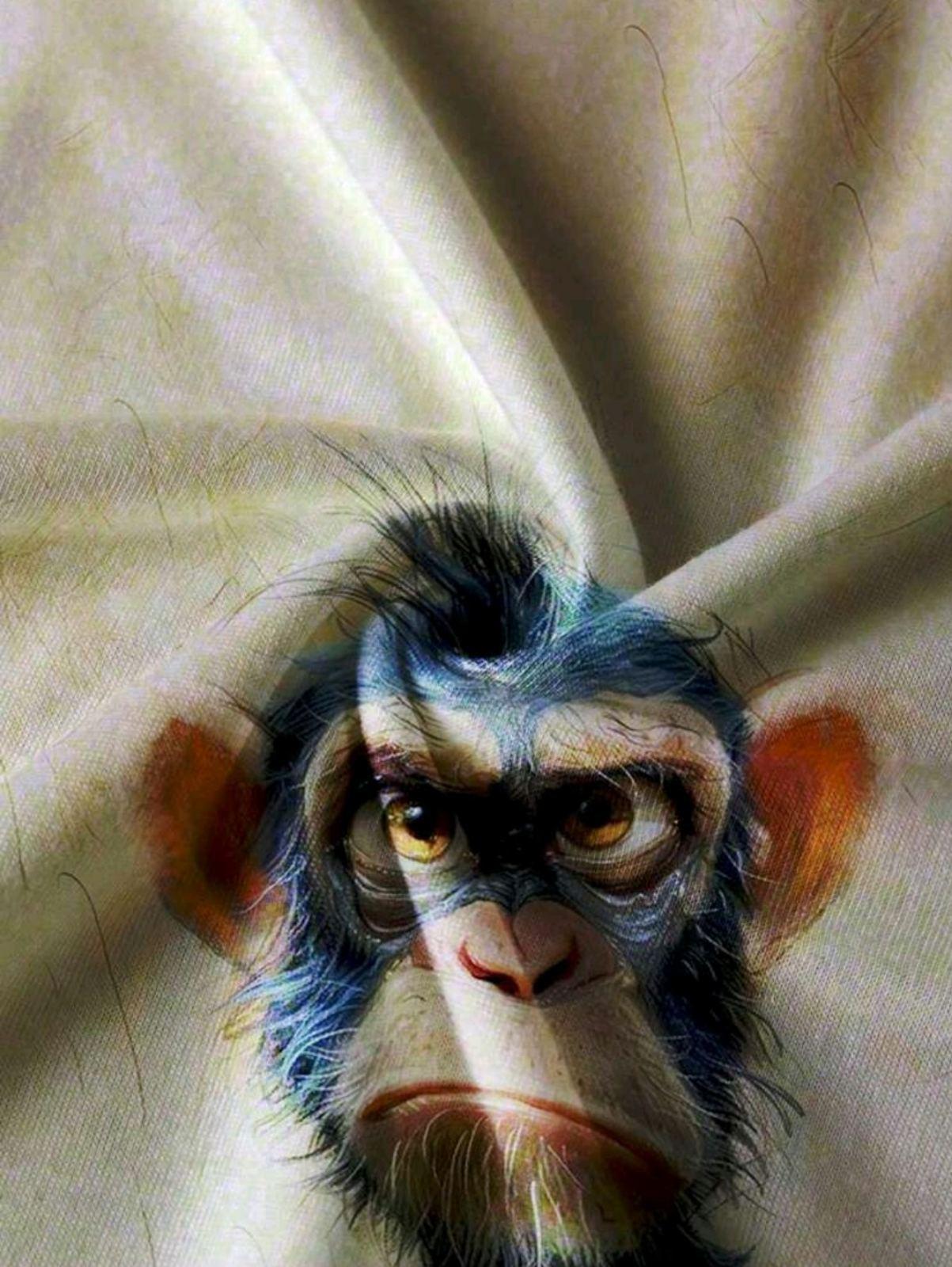 Футболка женская Funny Monkey Graphic S/M Бежевый (27343158) - фото 3 Футболка женская Funny Monkey Graphic S/M Бежевый (27343158) - фото 3