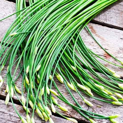 Насіння Цибуля Florium Шива (18738)