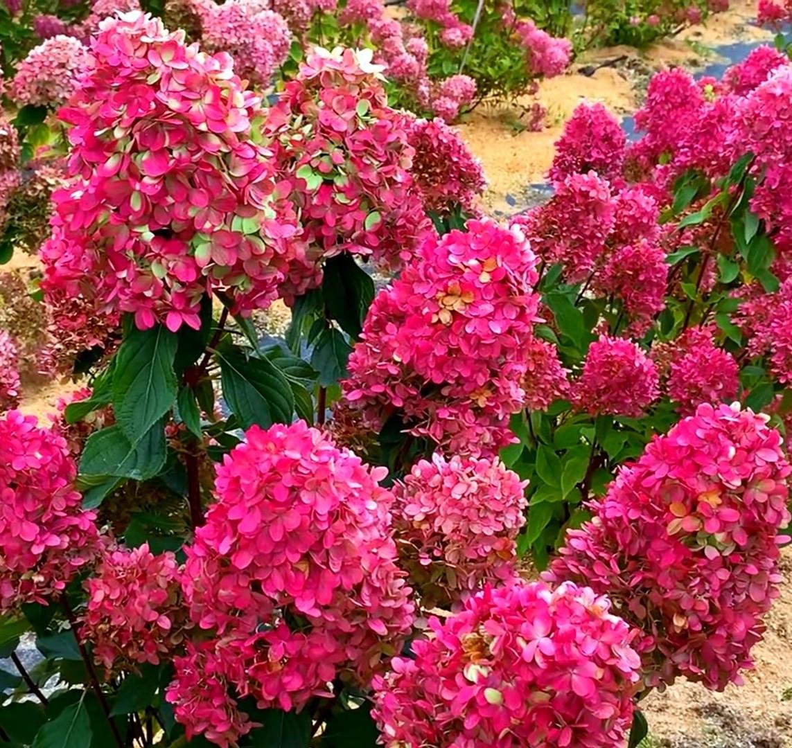 Саджанець гортензії волотистої Wim's Red Вімс ред горщик р9 (2075740821)