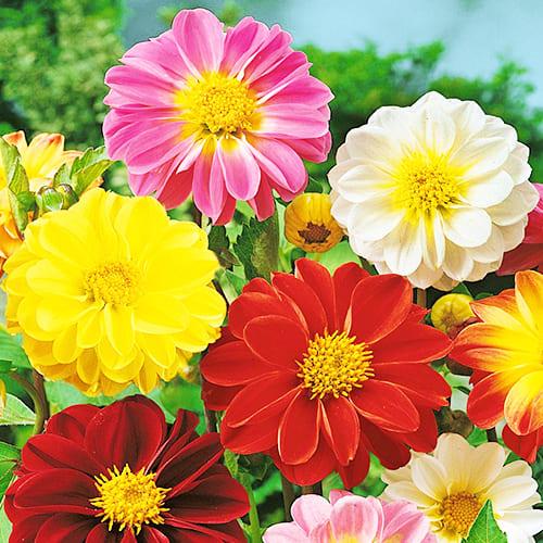 Семена Георгина Жозефина Florium