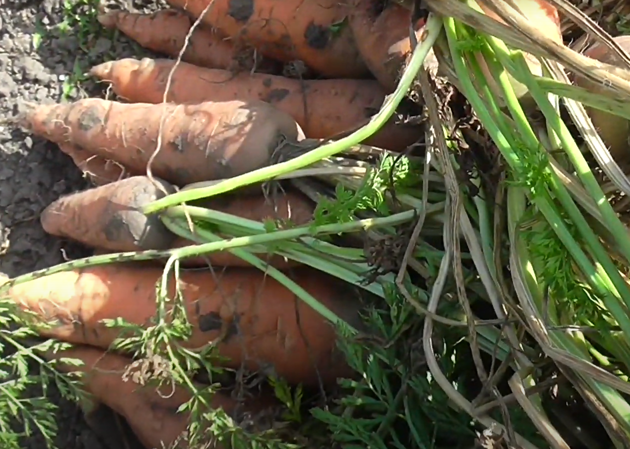 Насіння Морква Корольова осені 3 г 2600 шт. пізньостигла (RS-00887) - фото 5 Насіння Морква Корольова осені 3 г 2600 шт. пізньостигла (RS-00887) - фото 5