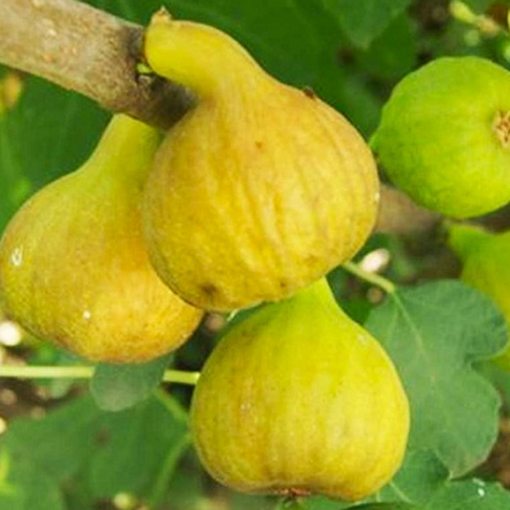 Саджанець інжиру Медовий (14965973)