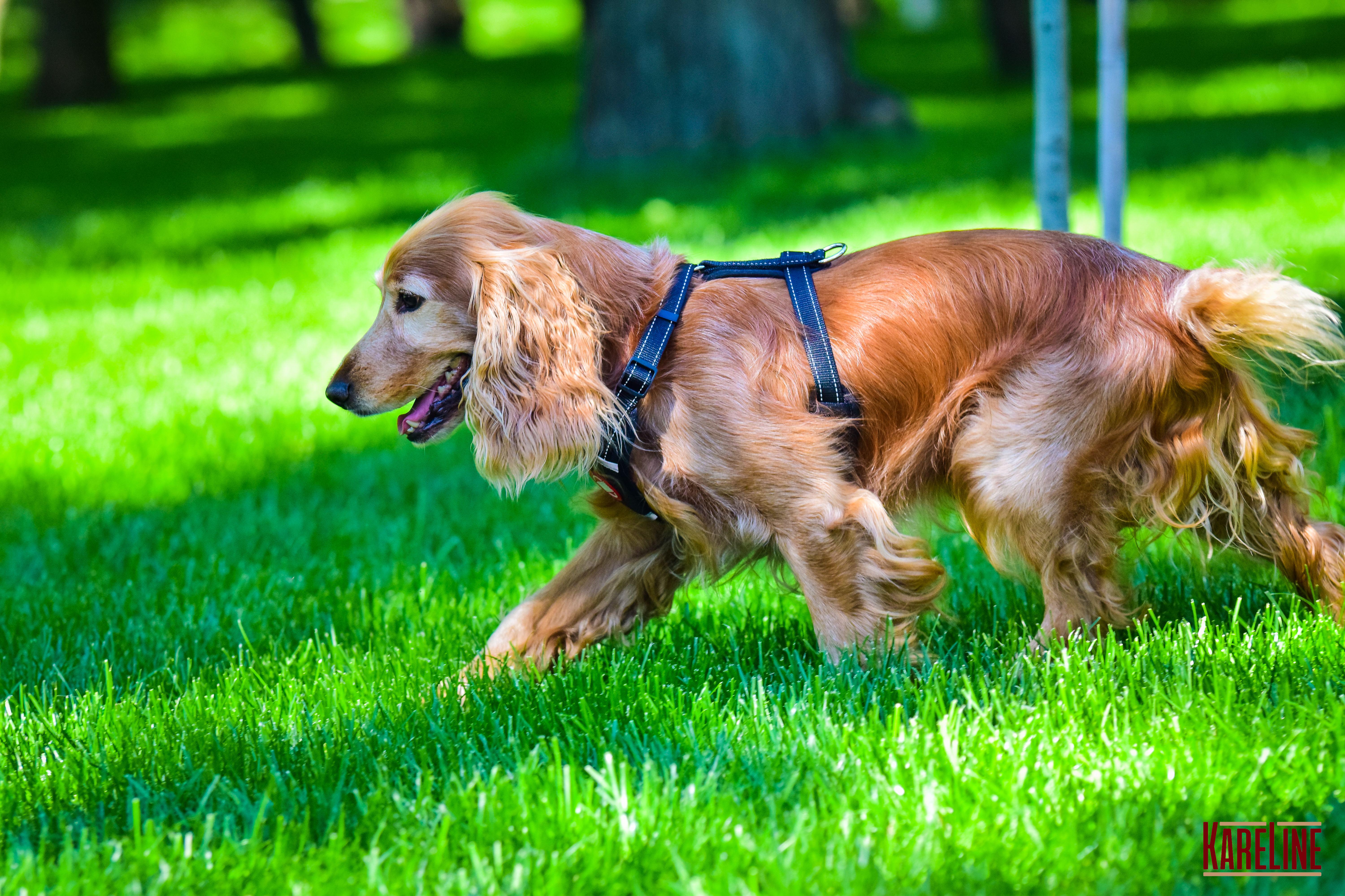 Шлея KareLine из нейлона с пластиковой пряжкой 20 мм А:400-600 мм В:500-630 мм Черный (0883/1) - фото 8 Шлея KareLine из нейлона с пластиковой пряжкой 20 мм А:400-600 мм В:500-630 мм Черный (0883/1) - фото 8