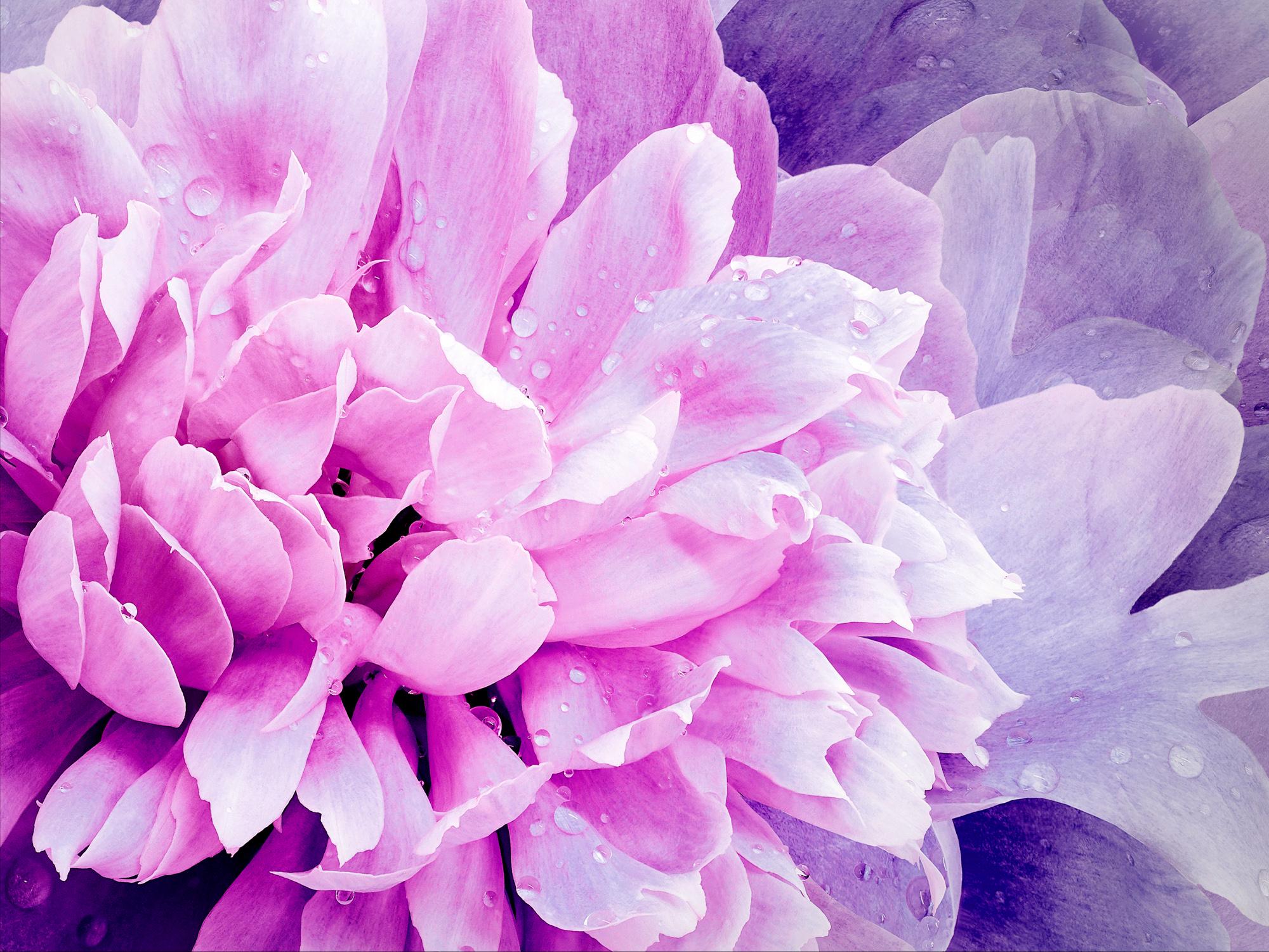 Алмазная мозаика на подрамнике Santi Лиловый пион 30x40 см (Top-954303)