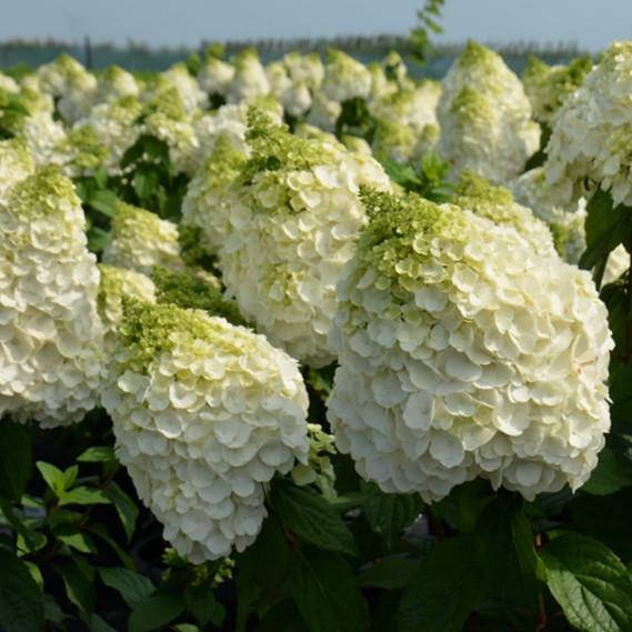 Саджанець гортензії волотистої Hydrangea paniculata Magical Mont Blanc Р9 (1646341620)