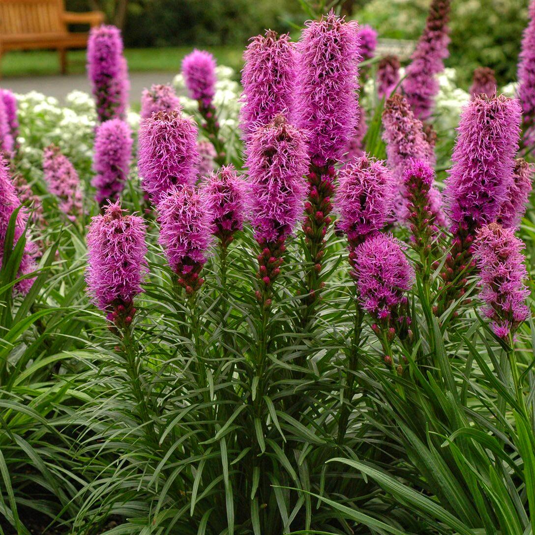 Лиатрис Кобольд Liatris spicata Kobold 3 шт. (38285799)