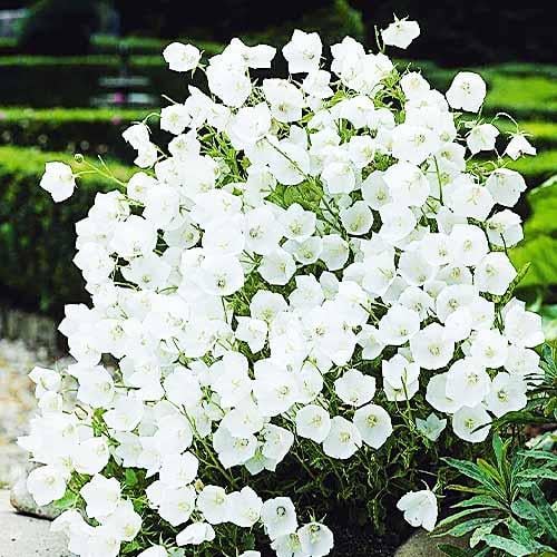 Кампанула Florium Clips White (8326)