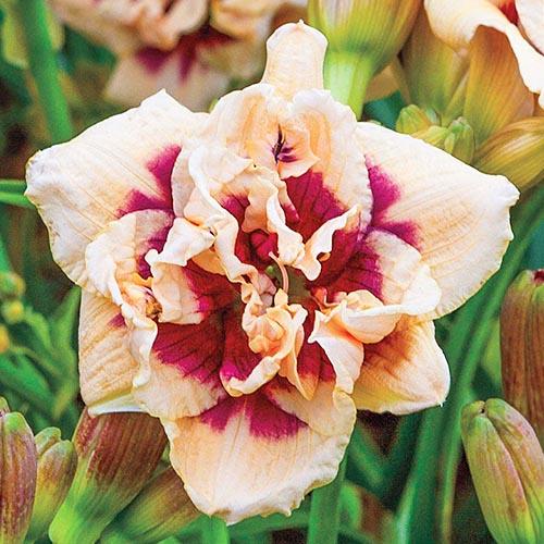 Лилейник Florium Roswitha (2885)