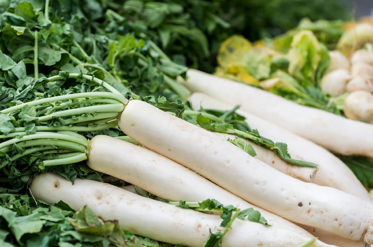 Семена Дайкон Клык слона  3 г 250 шт. белый среднеспелый (RS-00913)